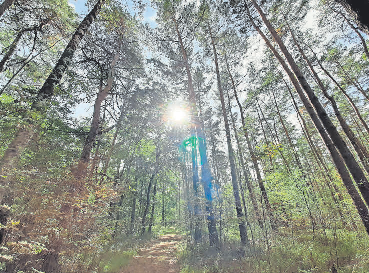 Hämelerwald besticht durch seine üppigen Wälder. 