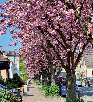 Hingucker im Frühjahr: die blühenden Kirschen an der Fünfhausenstraße.