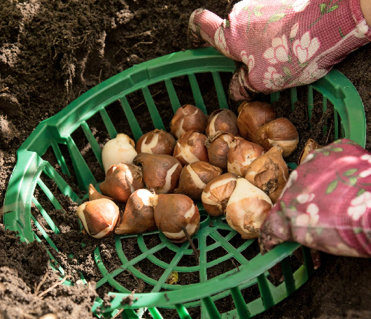 Nicht nur aufräumen, sondern auch vorbereiten: Im Herbst werden die Zwiebeln von Frühlingsblühern ins Beet gebracht. Fotos: dpa