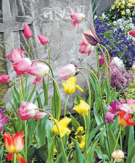 Im November ist die ideale Pflanzzeit von im Frühjahr blühenden Blumenzwiebeln wie Tulpen. 