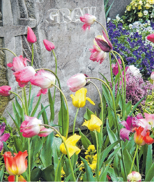 Im November ist die ideale Pflanzzeit von im Frühjahr blühenden Blumenzwiebeln wie Tulpen. 