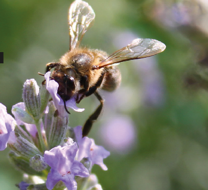 LAVENDEL LOCKT IM SOMMER MIT SEINEN BLÜTENRISPEN UND SEINEM HERRLICHEN DUFT ZAHLREICHE INSEKTEN, ABER AUCH UNS MENSCHEN AN. Ⓒ BGL 