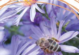 VIELE WILDBIENEN, WIE ZUM BEISPIEL LÖCHERBIENEN, HOSENBIENEN UND SEIDENBIENEN, FLIEGEN AUF KORBBLÜTLER WIE HERBSTASTERN. Ⓒ BGL