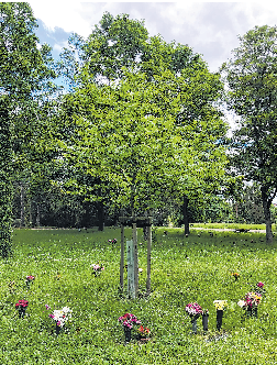 Begraben unter einer jungen Esche: Strahlenförmig angelegt sind die Urnengräber auf den Friedhöfen, die diese Bestattungsform anbieten. Foto: Claudia Rößger