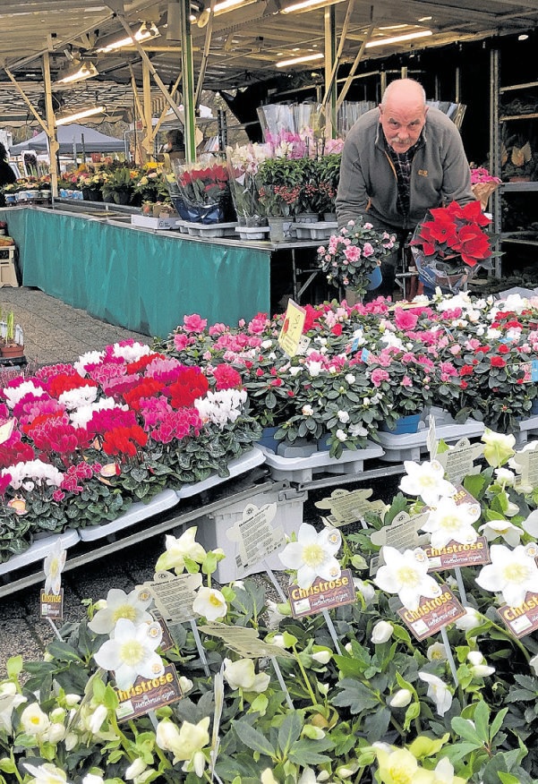 Eine schöner als die andere: Christrosen passen perfekt in diese Jahreszeit - und sind als winterharte Pflanzen übrigens nicht nur topf-, sondern auch freilandkompatibel. Heinrich Westerhold zeigt außerdem die Blütenpracht der Alpenveilchen. Foto: ey