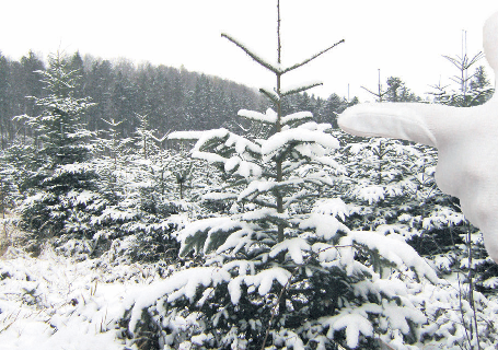 Um das Klima zu schonen, sollte man seinen Weihnachtsbaum so regional wie möglich kaufen. Foto: djd/PEFC