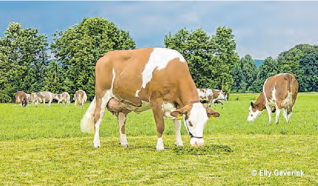 Am Sonntag werden die schönsten Fleckvieh-Kühe gezeigt. Foto: FIH
