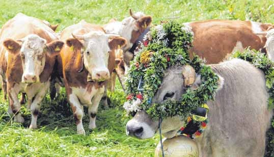 <div id="ich66">Beim Viehscheid kehren die Kühe von der Alm auf den Hof zurück.</div><div>FOTO: M. STÜBNER</div>