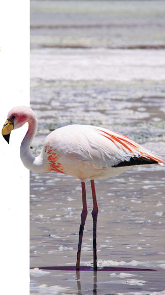 Die Laguna Colorada ist der Nistplatz für unzählige Flamingos. BILD: MANUEL MEYER/DPATMIN
