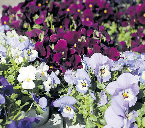 Stiefmütterchen und Hornveilchen sind die Favoriten für die Frühjahrsbepflanzung des Grabes. FOTO BERGMANN