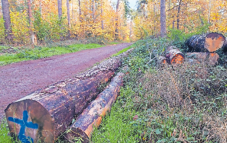Sorgsam sein: Das Forstamt achtet auf einen nachhaltigen Umgang mit dem Holz aus dem Gemeindewald FOTO: KÜHNER