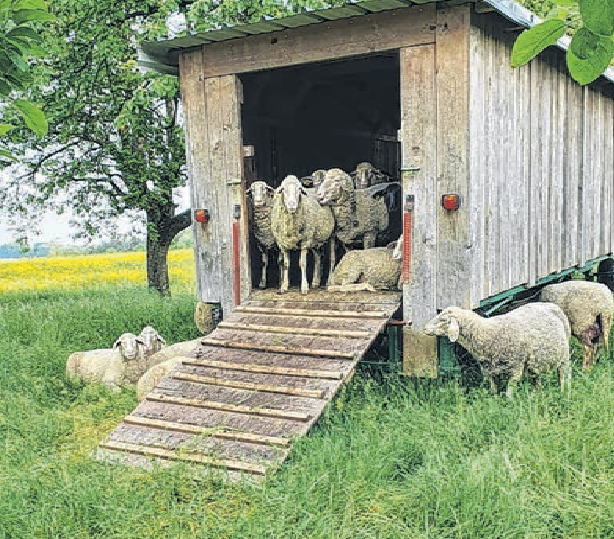 Natürliche Rasen-Pflege durch Schafe