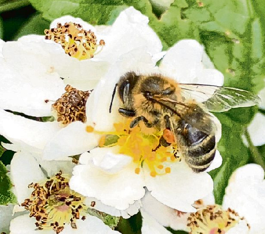 Die Blüten von Obstbäumen und Beerensträuchern liefern Honigbienen Nahrung. Zum Dank sorgen die fleißigen Bestäuberinnen für reiche Ernte. Foto: djd-k/Deutscher Imkerbund e.V.