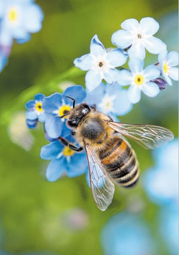 Auch das süße Leben der Bienen können Kinder jetzt genauer kennenlernen.