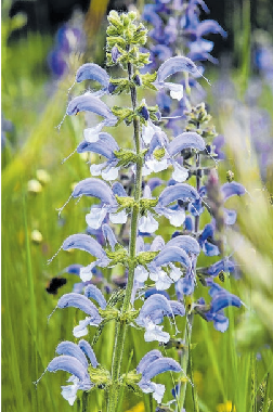 An sonnigen, trockenen Standorten macht sich der Wiesensalbei gut.