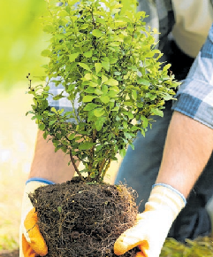 Vielerorts ist geregelt, was Gartenbesitzer überhaupt pflanzen dürfen. Foto: djd/Roland-Rechtsschutzversicherung/Africa Studio - stock. adobe.com