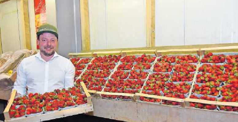 Jan Nagel von „Kraut und Riewe“ hat jede Menge Erdbeeren zu bieten. FOTO: ANDREA CLEMENS