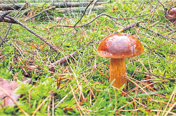 Ab Oktober werden im Mönkebuder Wald wieder Pilzwanderungen angeboten.