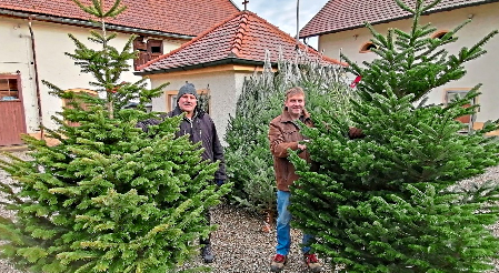 Natürlich gibt es auch Christbäume bei den Direktvermarktern zu kaufen, wie bei Josef Reitberger in Pfarrkirchen. Vorstand Ludwig Reil (rechts) hat sich bereits einen ausgesucht.