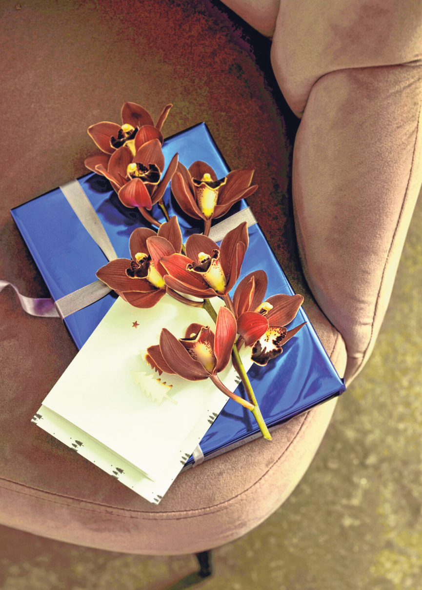 Cymbidien-Orchideen verleihen jedem Weihnachtspräsent stilvollen Glanz. Foto: GPP