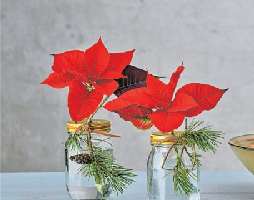 Die roten Triebe der Weihnachtssterne lassen sich ähnlich wie Schnittblumen in ein Glas, mit Wasser befüllt, stellen.