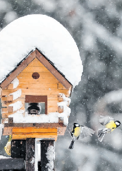 Vogelhäuschen und -kästen sind nicht nur zur Winterzeit eine Gartenfreude. Foto: Jan Woitas/dpa-Zentralbild/dpamag