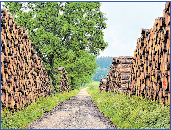 Nur mit einer guten Ausrüstung und sicheren Arbeitsweise gelingen Projekte mit dem Rohstoff Holz.