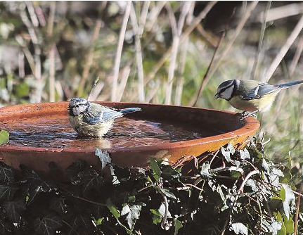 Auch Wasserstellen sind vor allem im Sommer wichtig. Foto: Christine Kuchem - stock.adobe.com