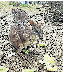 Die Kängurus sind kleine - Feinschmecker FOTO MUNKER