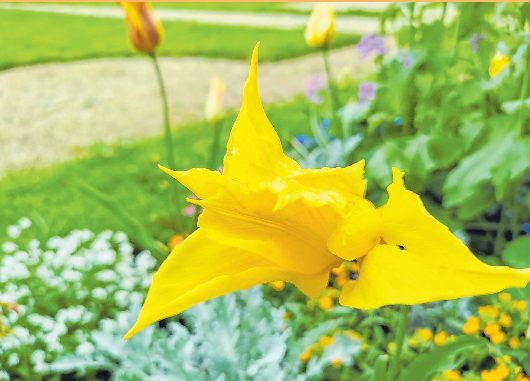 Fürs Blumenbeet gibt es im Fachbetrieb eine reichhaltige Auswahl. Fotos (2): Christian Treffer