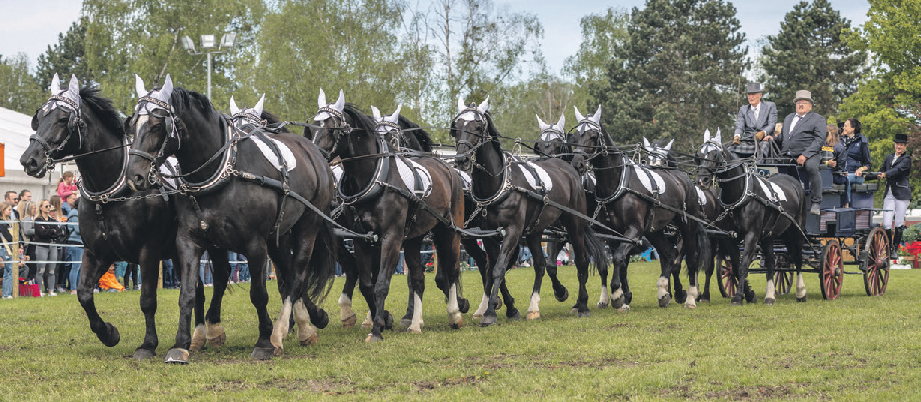Der Allgäuer Zehnerzug - mit zehn Pferden vor der Kutsche und Hunderten von Leinen für Kutscher Andreas Maurus darf nicht fehlen. © PETRA HAPKE