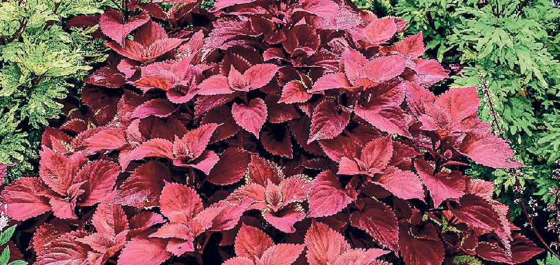 Ist das Beet eng bepflanzt, hat das Unkraut kaum Platz.  FOTO: PIXABAY.COM/RED-COLEUS/AKZ-O