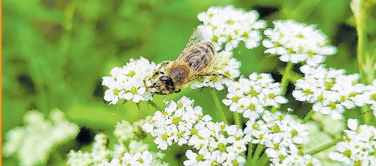 Insekten kann man im eigenen Garten leicht wertvollen Lebensraum bieten. Fotos (3): Christian Treffer