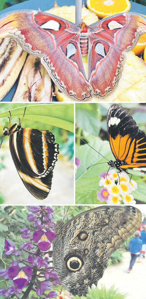 Tropische Zauberwelt mitten im Sachsenwald: Exotische und auch einheimische Falter finden im Garten der Schmetterlinge eine Heimat