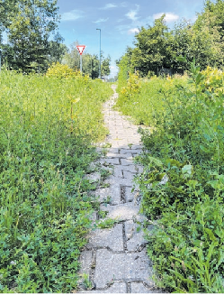 Achtung Sturzgefahr: Auf dem Rad bzw. Fußweg ab der Kreuzung Birnbaummühle/Gronenfelder Weg (in Richtung Gewerbepark) ist Vorsicht geboten. Der Abschnitt, der u.a. zwischen Feld und L 382 verläuft, ist mit Unkraut zugewachsen. Einige Pflastersteine haben sich durch das Wurzelwerk zu kleinen Hügeln formiert.