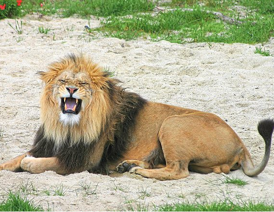 Foto: Tierwelt Herberstein | Kirchsteiger