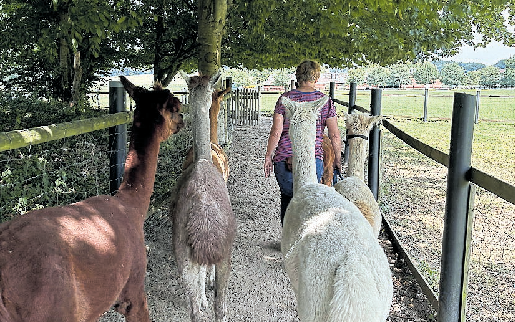 Die Alpakas sind Herdentieren. Auch beim Spaziergang bleibt die Herde dicht zusammen. FOTO MUNKER