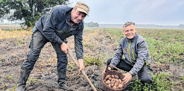 Landwirt Fritz-Walter Peter (links) und Schlepperfreunde-Gründer Ralf Wittke hacken schon die ersten Kartoffeln zur Probe.