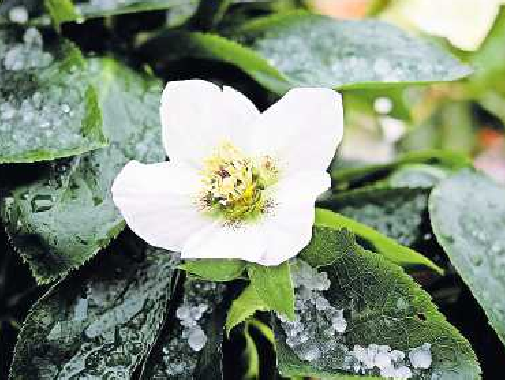 Die Christrose eignet sich zur Beetbepflanzung. FOTO: GDF/GRATIS