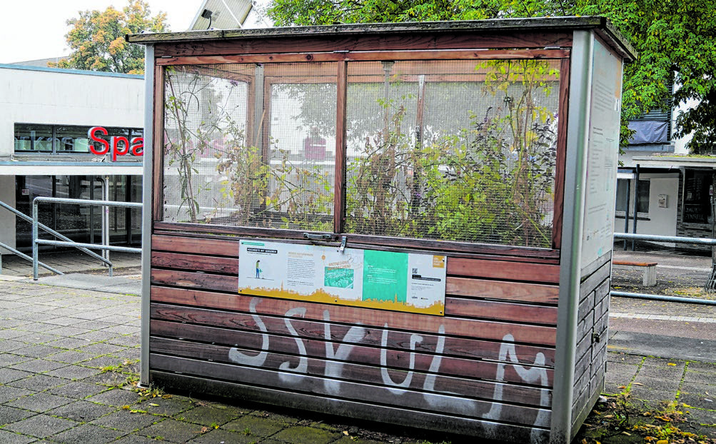 Ein Teil der Pflanzen von der Tauschbörse landet im Hochbeet.