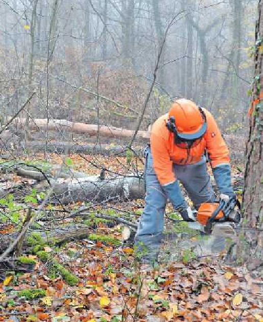 Notwendig für das Gleichgewicht: Baumfällungen werden im Dudenhofener Wald gezielt vorgenommen. FOTO: KÜHNER