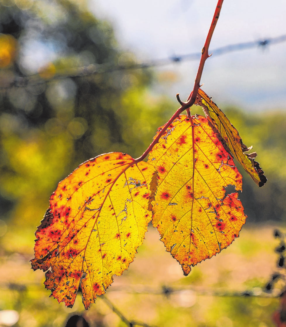 Der Herbst hat goldene Tage.