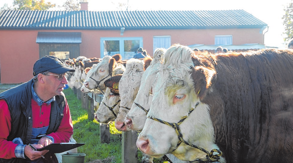 Immer gern besucht ist die traditionelle Jungviehprämierung am Dienstag. Foto: Gemeinde Rot am See