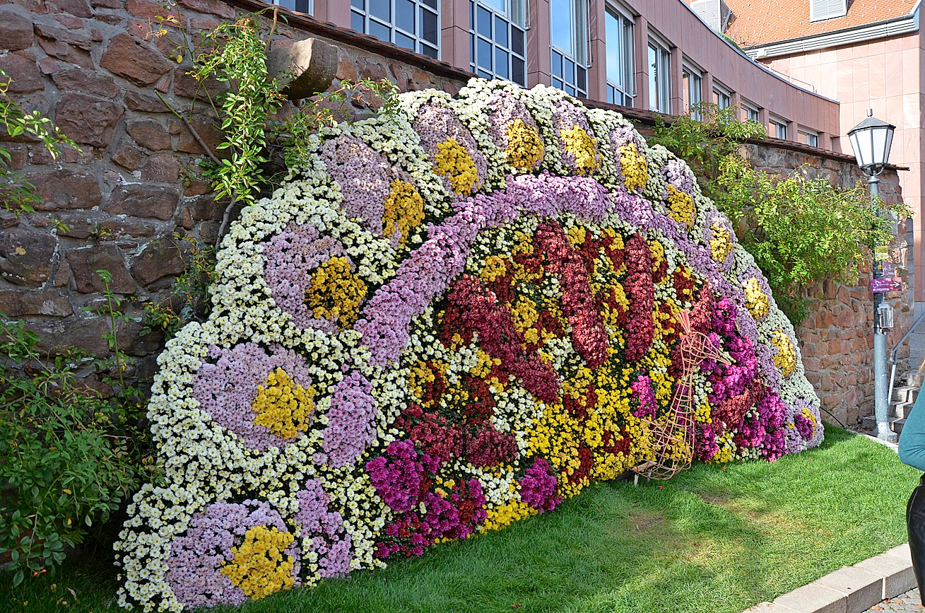 Gärtnerische Meisterleistungen erleben die Besucher der Chrysanthema an vielen Plätzen der Innenstadt.