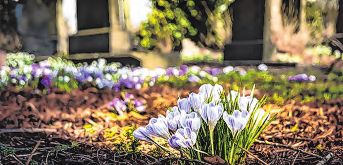 Egal, welche Friedhofsoder Bestattungsart: Es geht darum, die Erinnerung an einen geliebten Menschen zu erhalten und aufblühen zu lassen. Foto: Pexels Pixabay