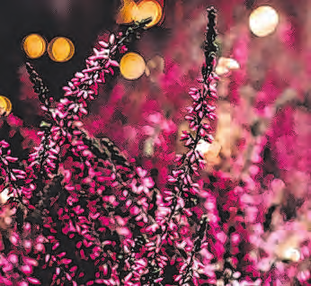 Calluna, eine der beliebtesten Grabpflanzen Foto: Unsplash