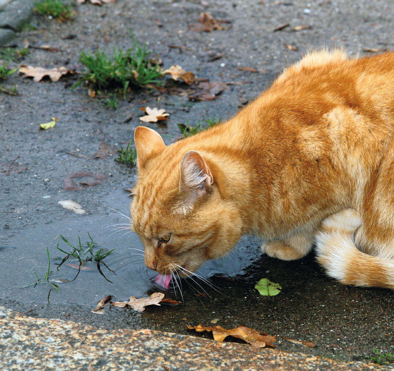 Besonders bei Dunkelheit sind Katzen schlecht zu sehen, wenn sie auf die Straße springen. So kommt es immer wieder zu Unfällen mit Autos. ⒸIVH