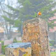 Vögel sorgen auf dem Friedhof für Gesang in der Stille. FOTO: XSM