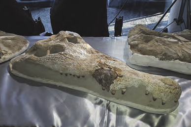 Krokodilschädel, Saurier- und Haifischzähne Foto: Einstein Mineralien