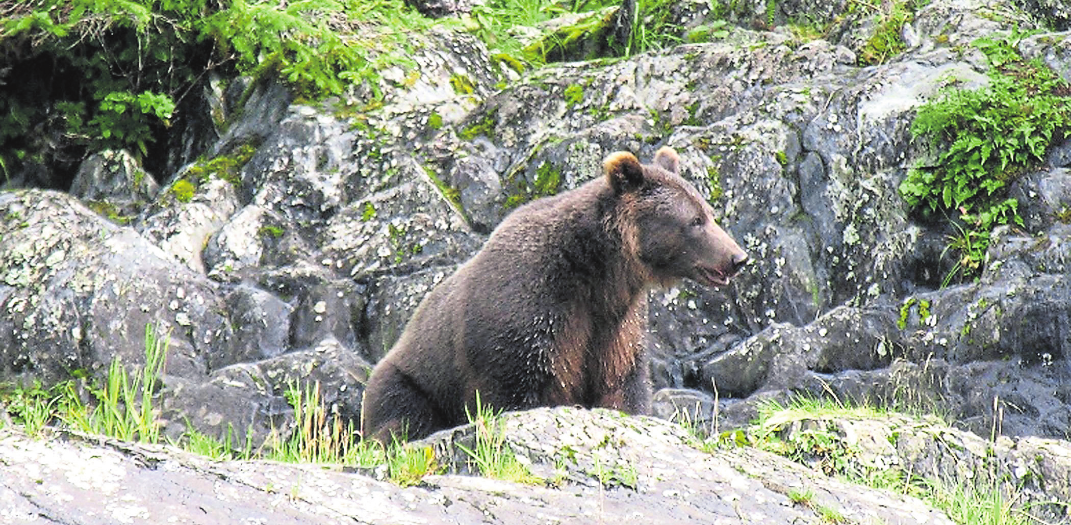 Nervenkitzel stellt sich in Alaska garantiert beim Anblick eines wilden Grizzlys ein.